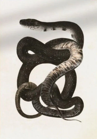 Tableau Serpent Réaliste